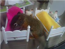 babysquirrel4