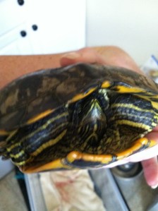 Who knew that mouth would be so dangerous?